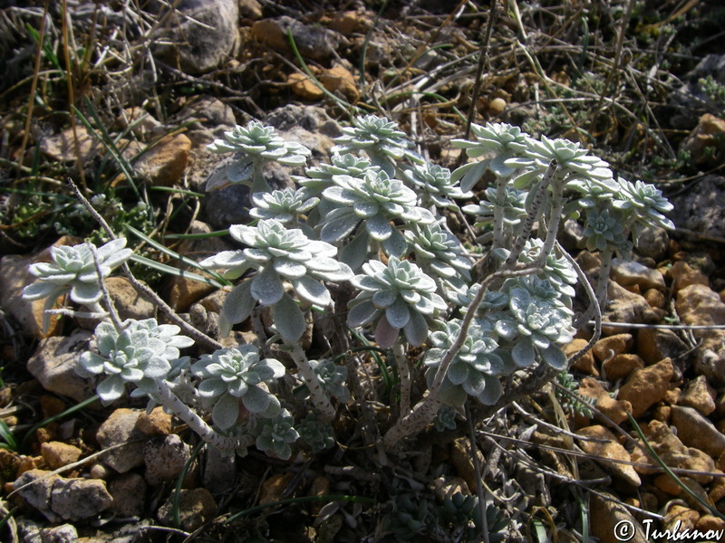 Image of Odontarrhena obtusifolia specimen.