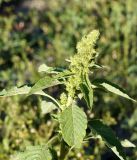 Amaranthus retroflexus. Верхняя часть цетущего растения. Кыргызстан, г. Бишкек, газон по ул. Боконбаева. 29.06.2015.