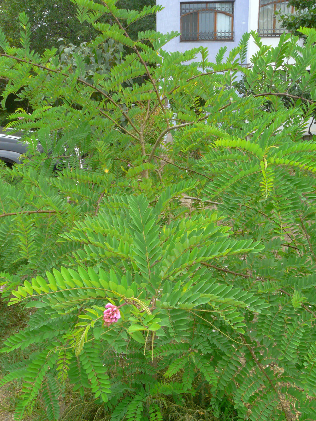 Image of Robinia viscosa specimen.