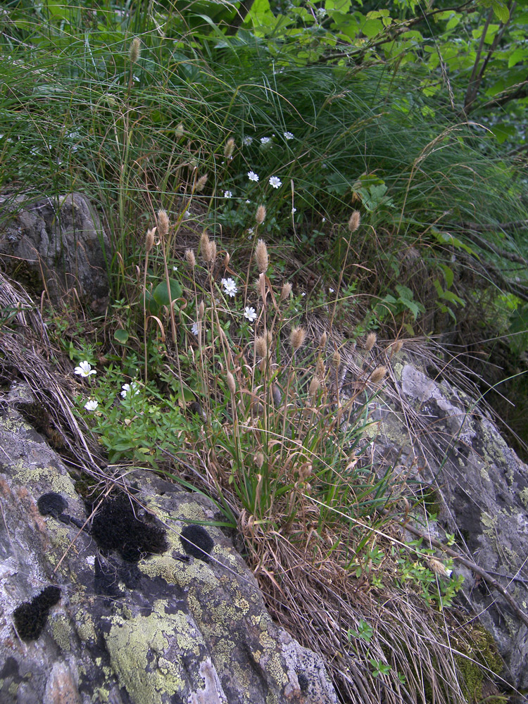 Image of Phleum alpinum specimen.