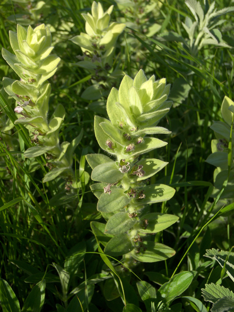 Image of Ajuga laxmannii specimen.