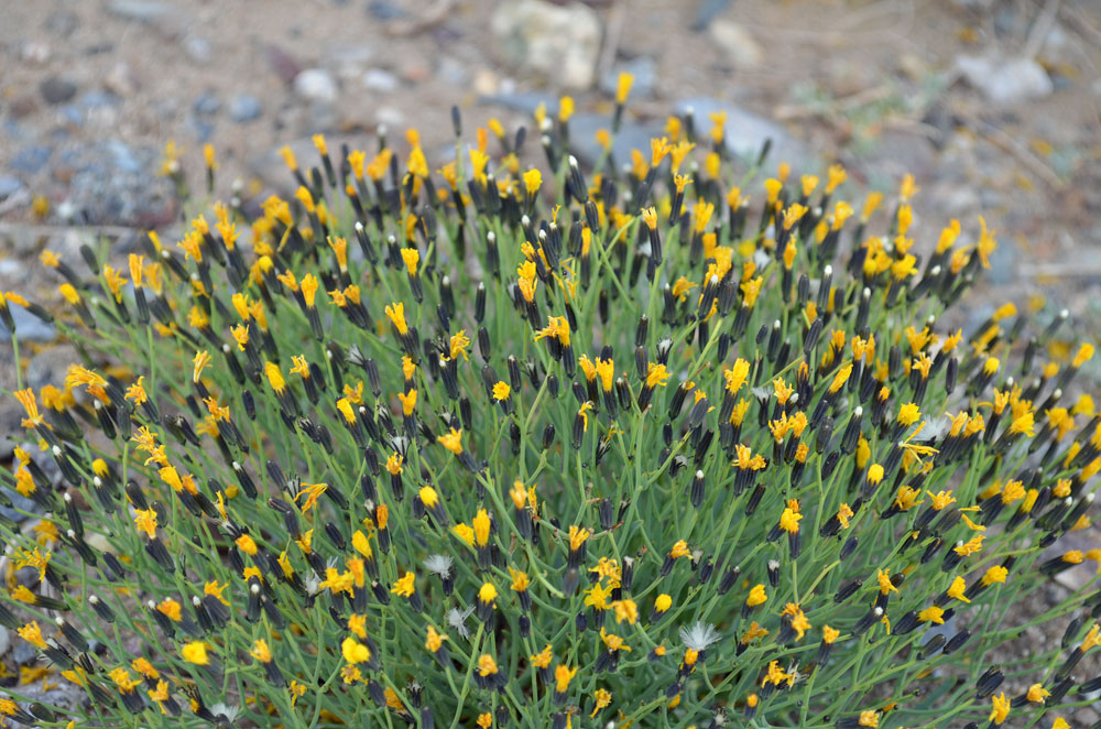 Image of Crepis flexuosa specimen.