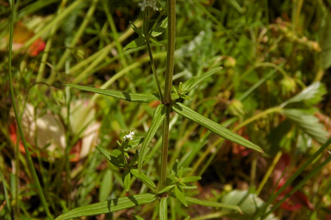 Image of Galium boreale specimen.