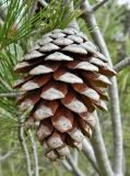 Pinus halepensis. Шишка. Испания, Кастилия-Ла-Манча, окр. г. Cuenca. Январь 2016 г.