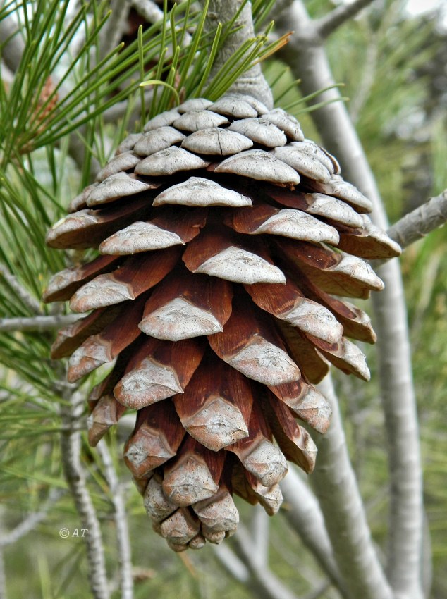 Image of Pinus halepensis specimen.