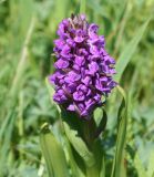 Dactylorhiza incarnata. Верхушка цветущего растения. Восточный Казахстан, Уланский р-н, окр. с. Украинка. 03.06.2011.