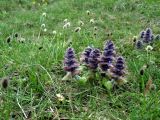 Ajuga orientalis