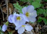 Polemonium boreale. Цветки. Якутия (Саха), Алданский р-н, окр. пос. Тобук, берег р. Алдан, подножье коренного склона. 16.06.2012.