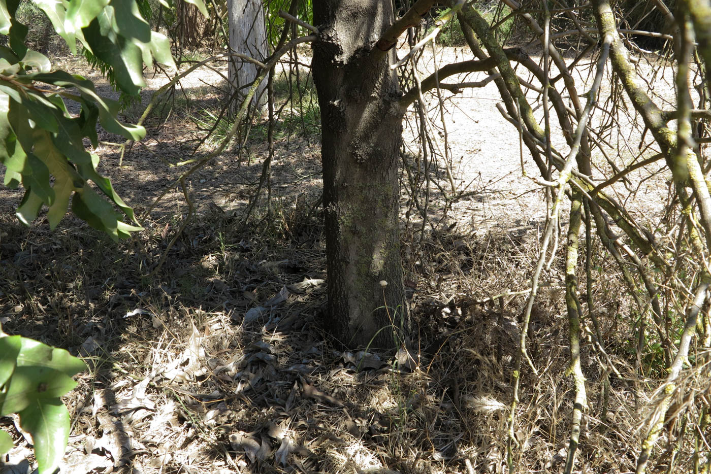 Image of Grevillea hilliana specimen.