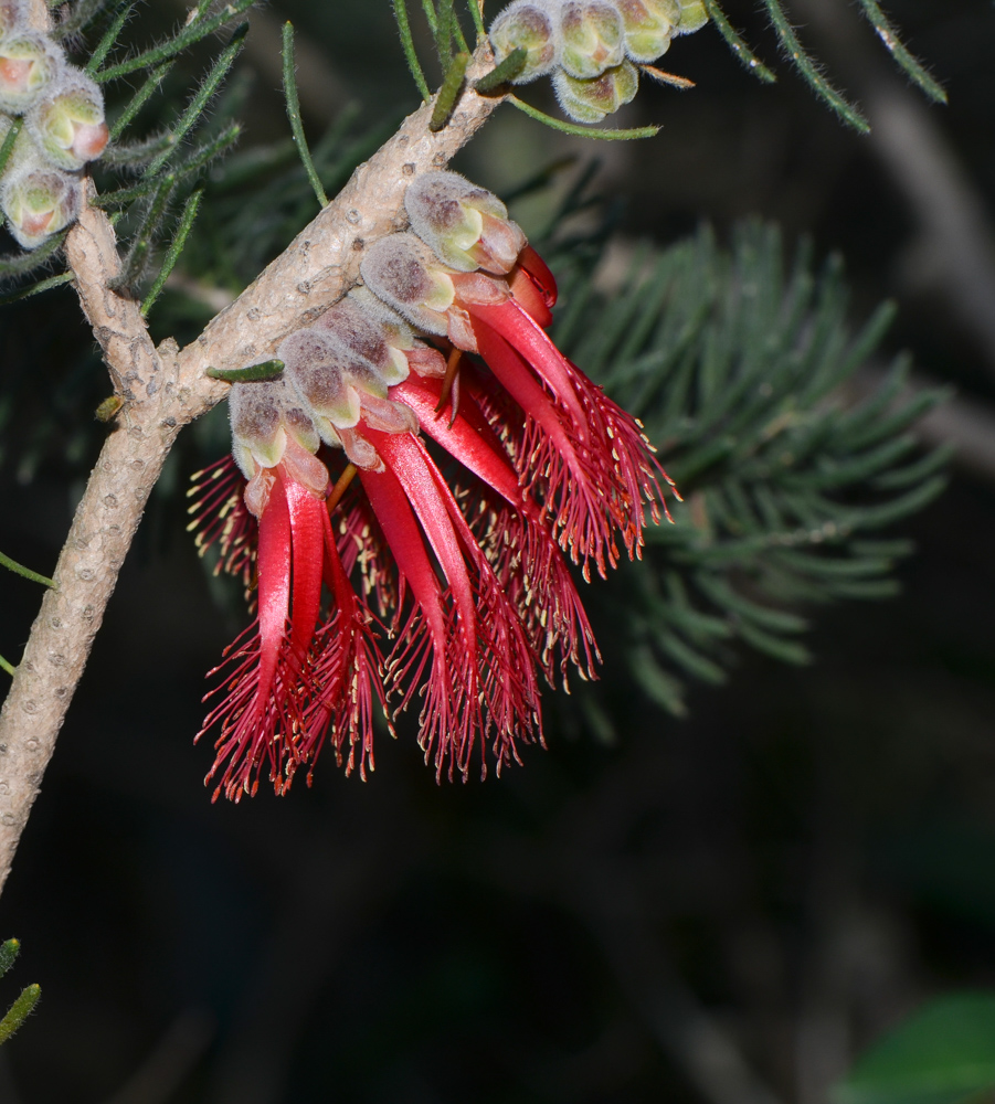 Image of Calothamnus villosus specimen.