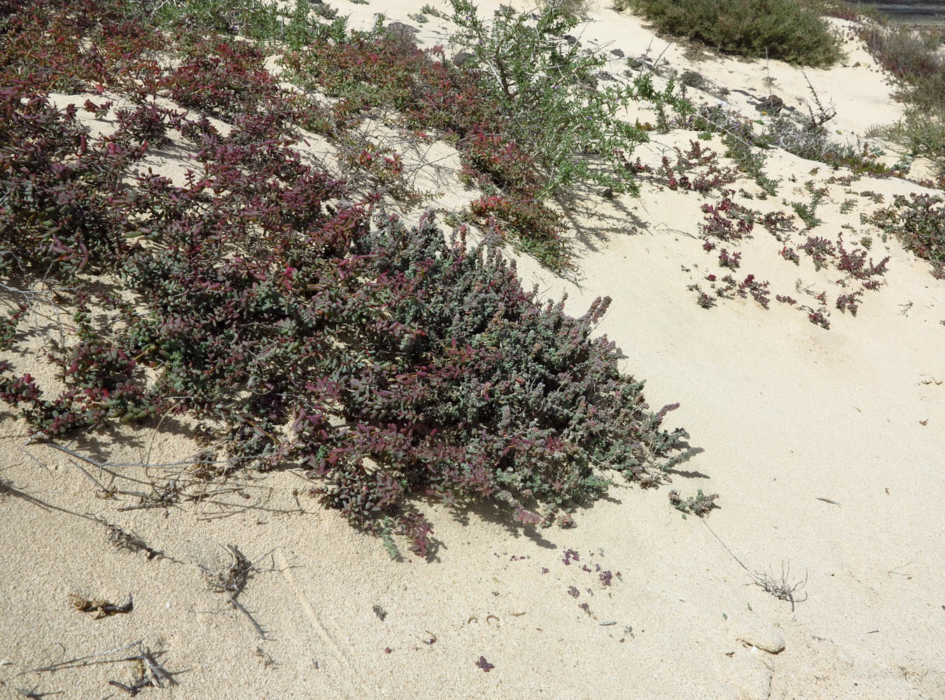 Image of Suaeda vermiculata specimen.