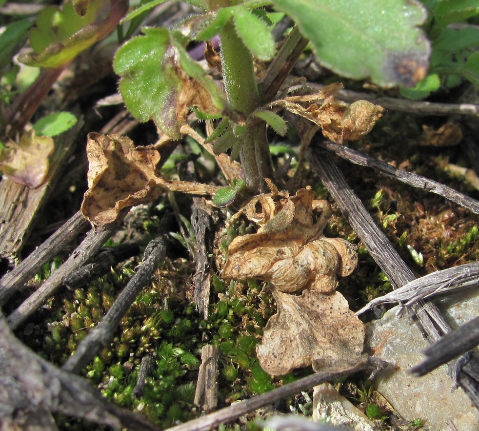 Image of Viola arvensis specimen.