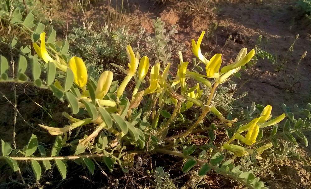 Image of Astragalus longipetalus specimen.