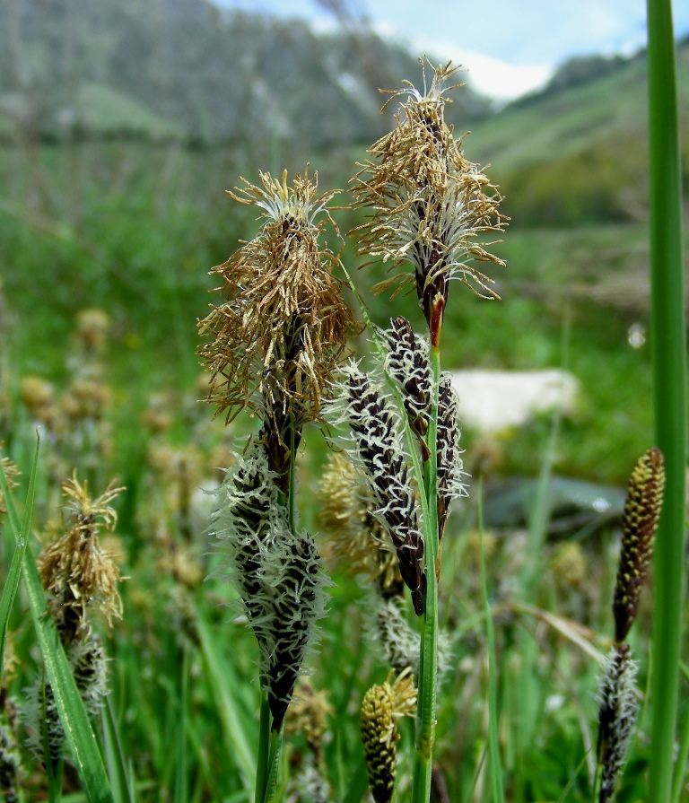 Изображение особи Carex orbicularis.