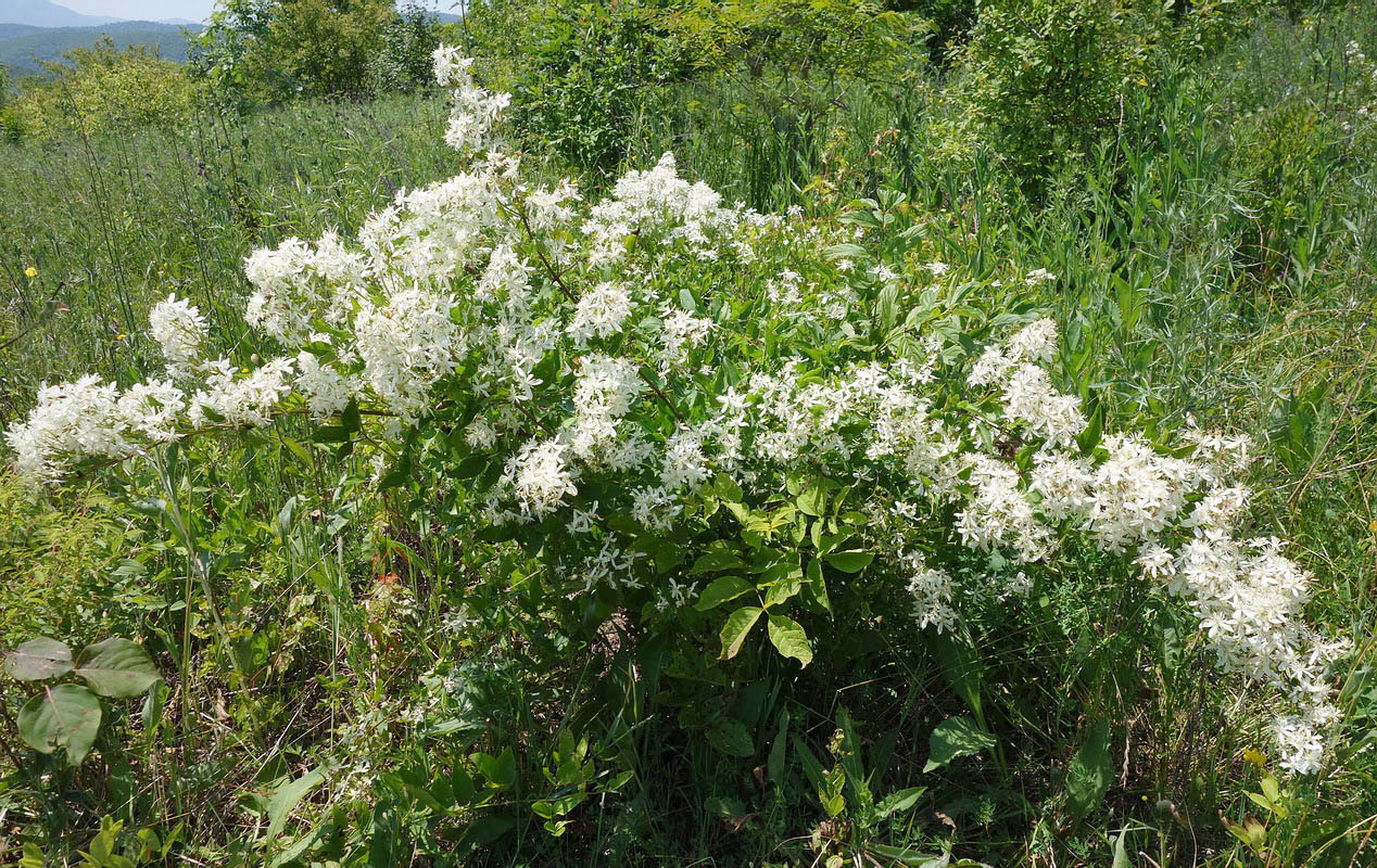 Image of Clematis mandshurica specimen.