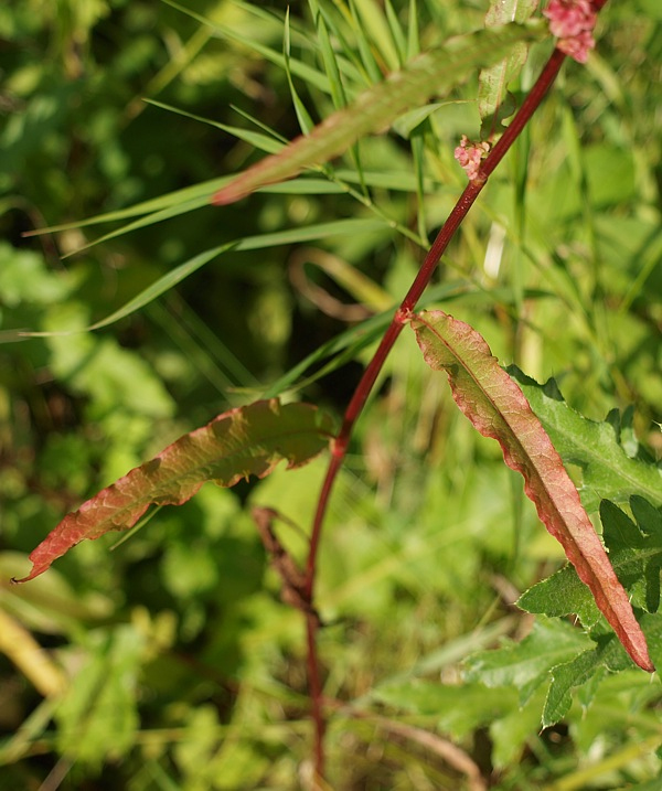 Изображение особи Rumex pseudonatronatus.