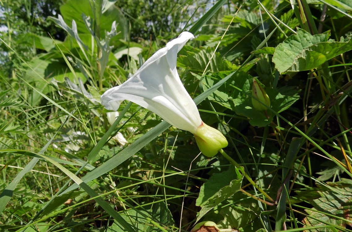 Image of Calystegia silvatica specimen.