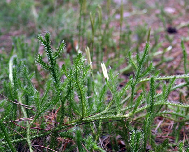 Image of Lycopodium clavatum specimen.