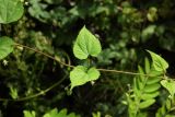 Humulus lupulus