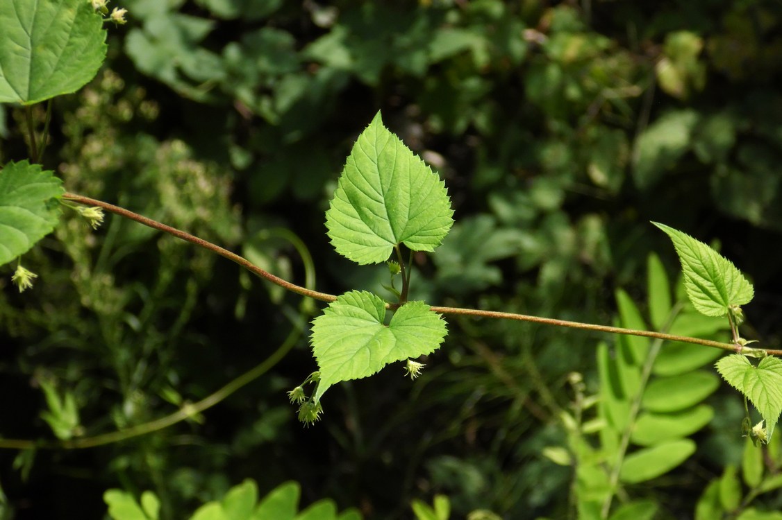 Image of Humulus lupulus specimen.