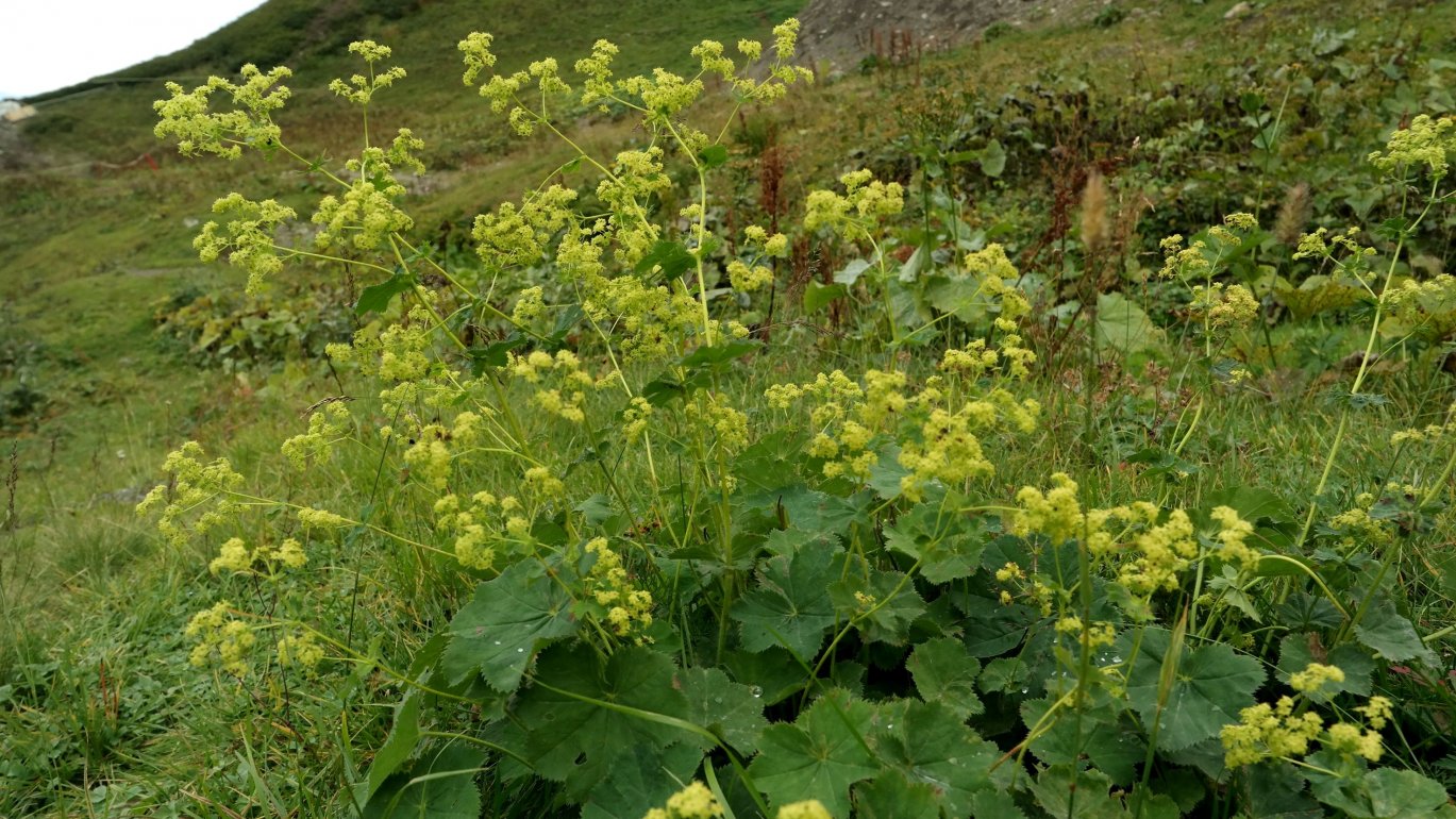 Изображение особи род Alchemilla.