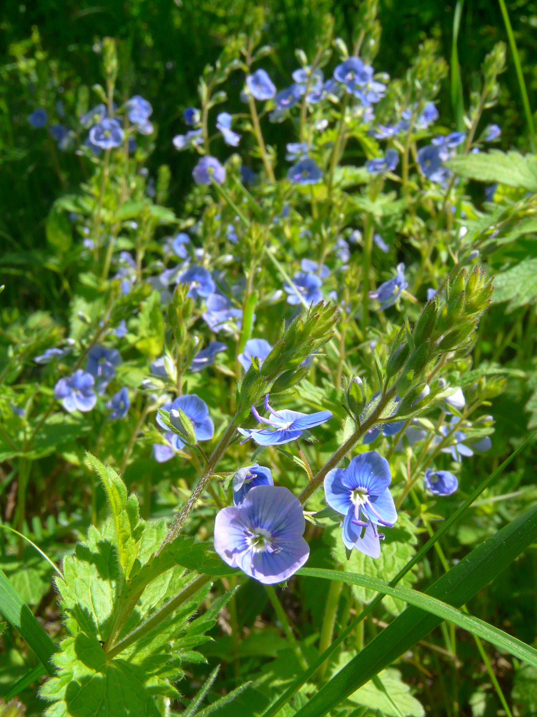 Image of Veronica chamaedrys specimen.