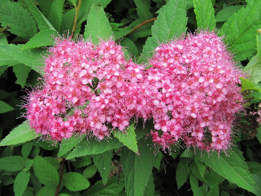 Image of Spiraea japonica specimen.