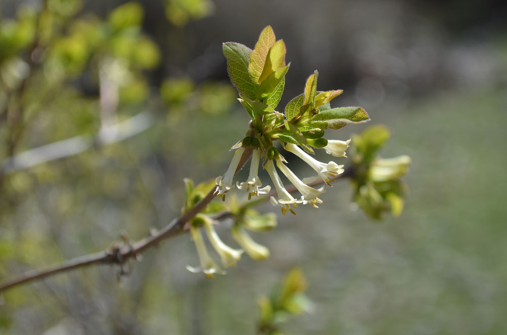 Image of Lonicera stenantha specimen.