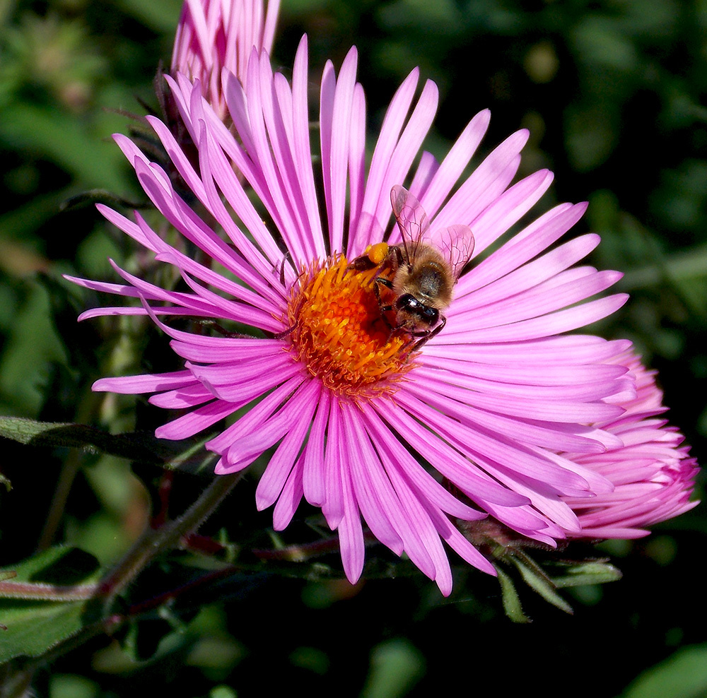 Изображение особи Symphyotrichum novae-angliae.