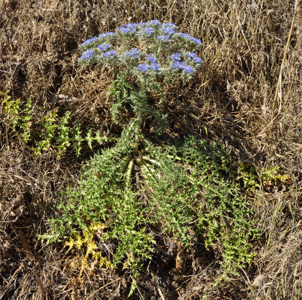 Изображение особи Cardopatium corymbosum.