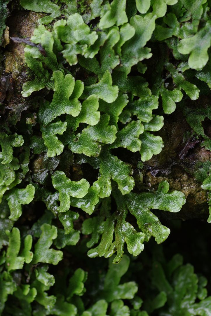 Image of Conocephalum conicum specimen.