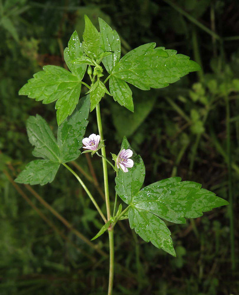 Image of Geranium wilfordii specimen.