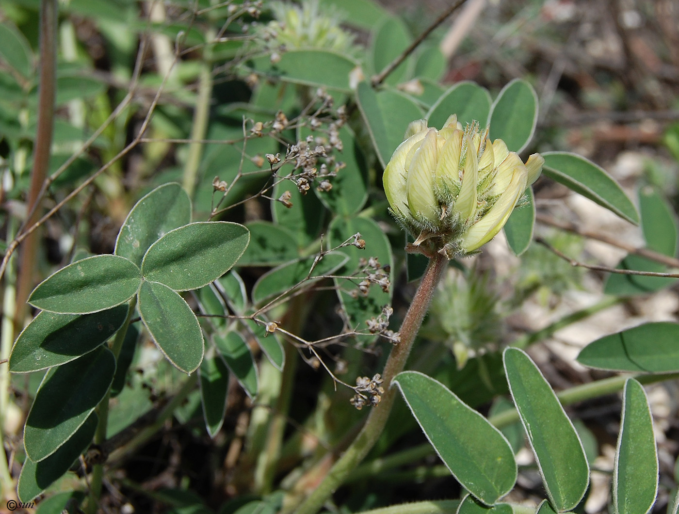 Image of Hedysarum grandiflorum specimen.