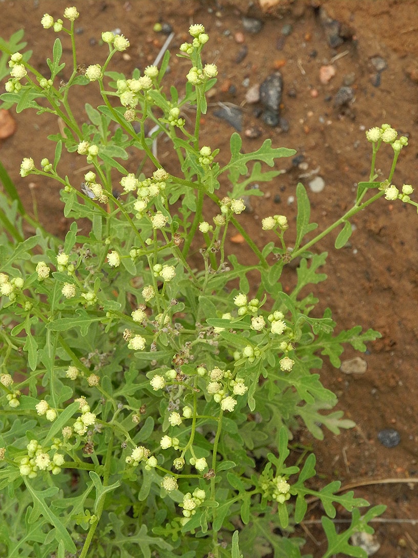 Image of Parthenium hysterophorus specimen.