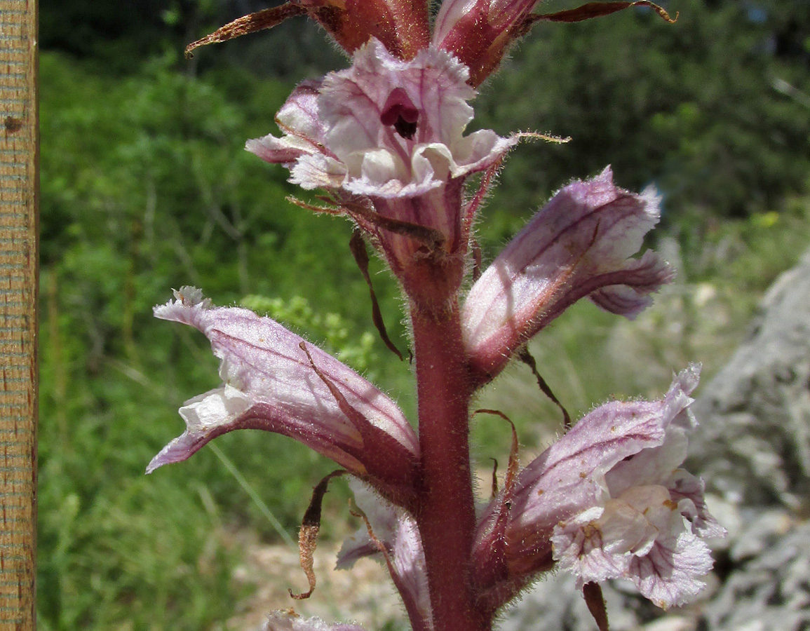 Image of Orobanche crenata specimen.