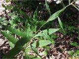 Senecio ovatus