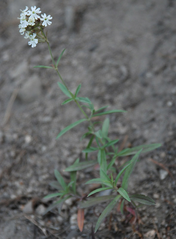 Image of Silene amoena specimen.