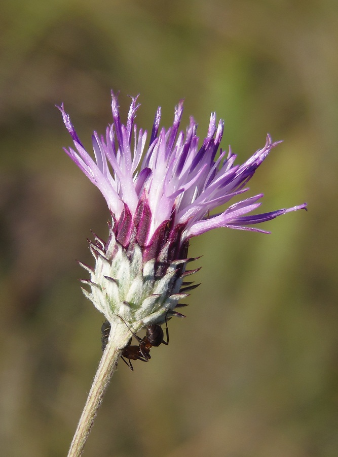 Image of Jurinea pseudocyanoides specimen.