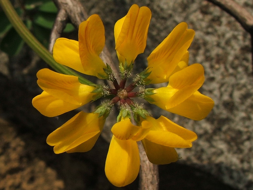 Image of Securigera securidaca specimen.