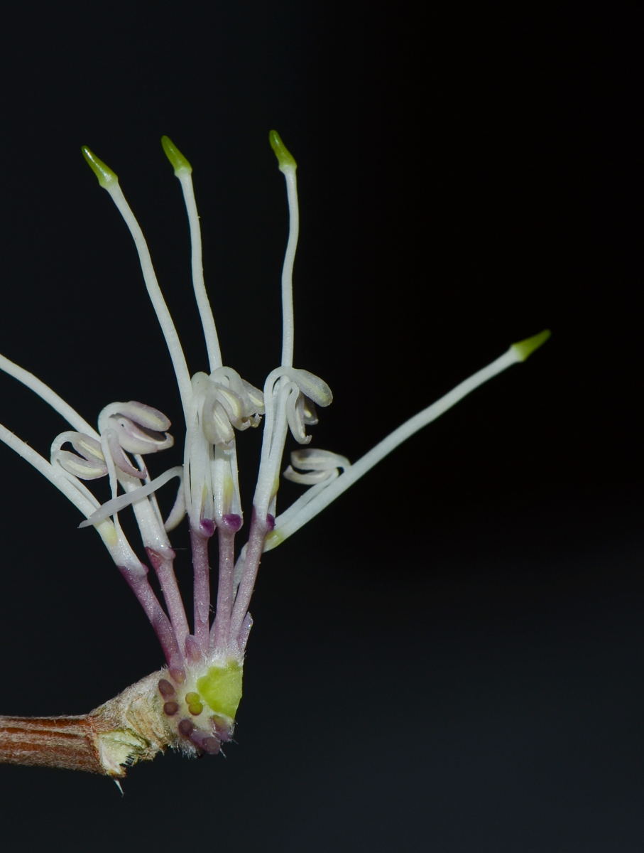 Image of Hakea scoparia specimen.