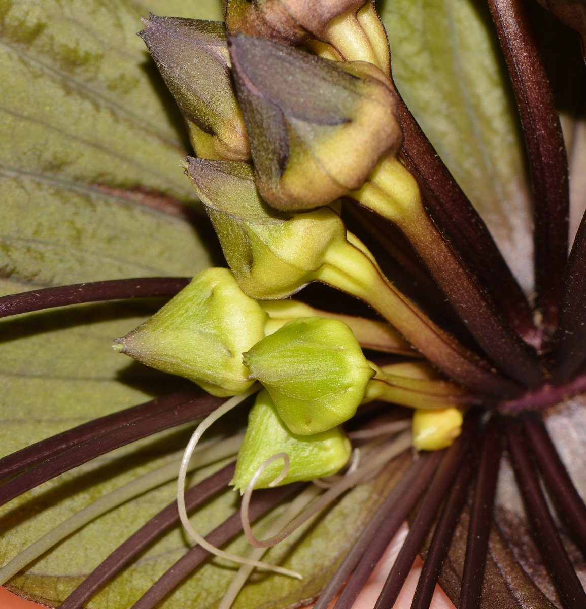 Image of Tacca chantrieri specimen.