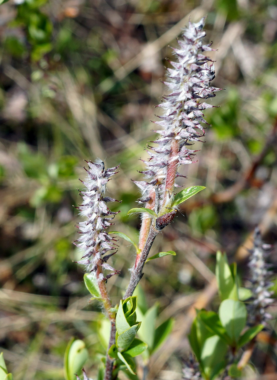 Image of genus Salix specimen.