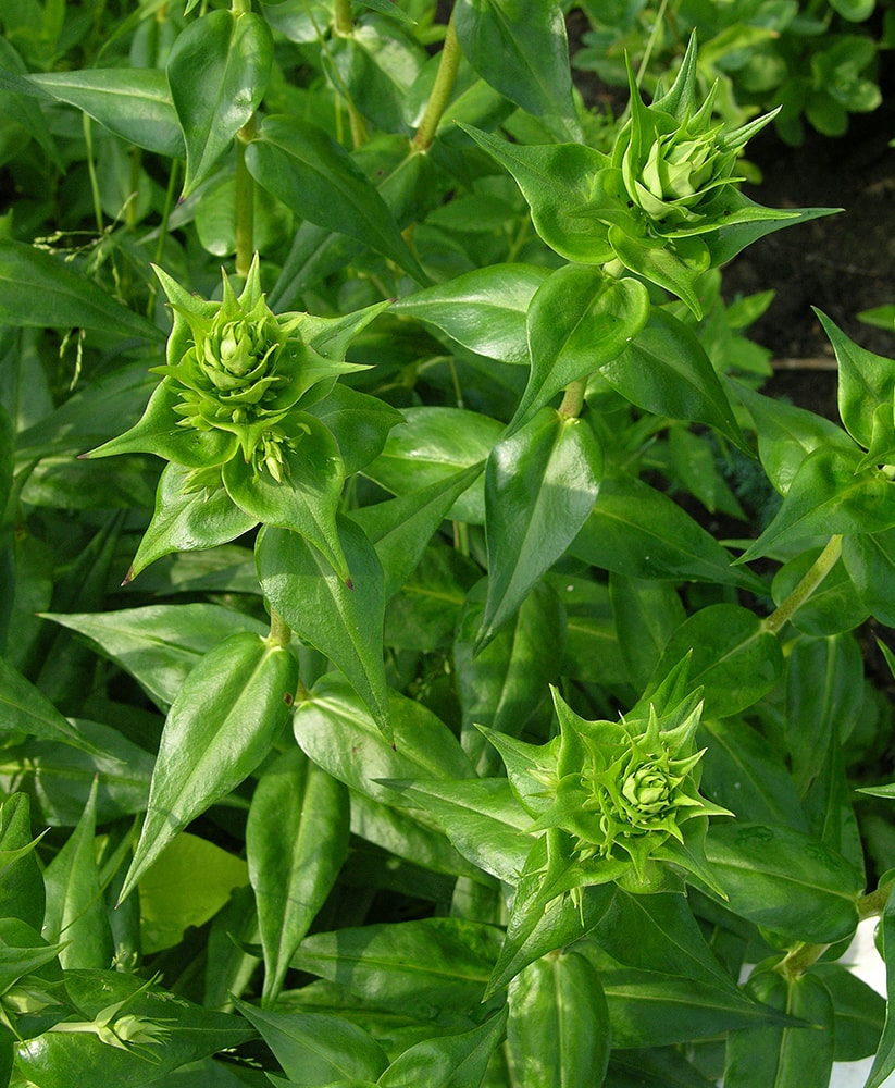 Image of Phlox maculata specimen.