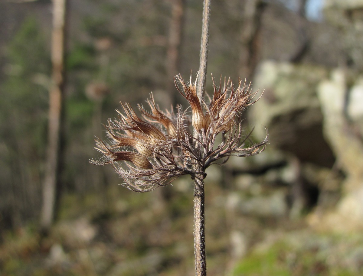 Image of Clinopodium vulgare specimen.