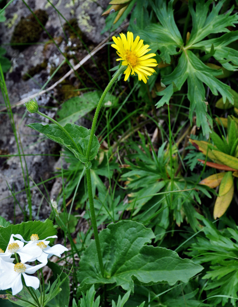 Image of Doronicum macrophyllum specimen.