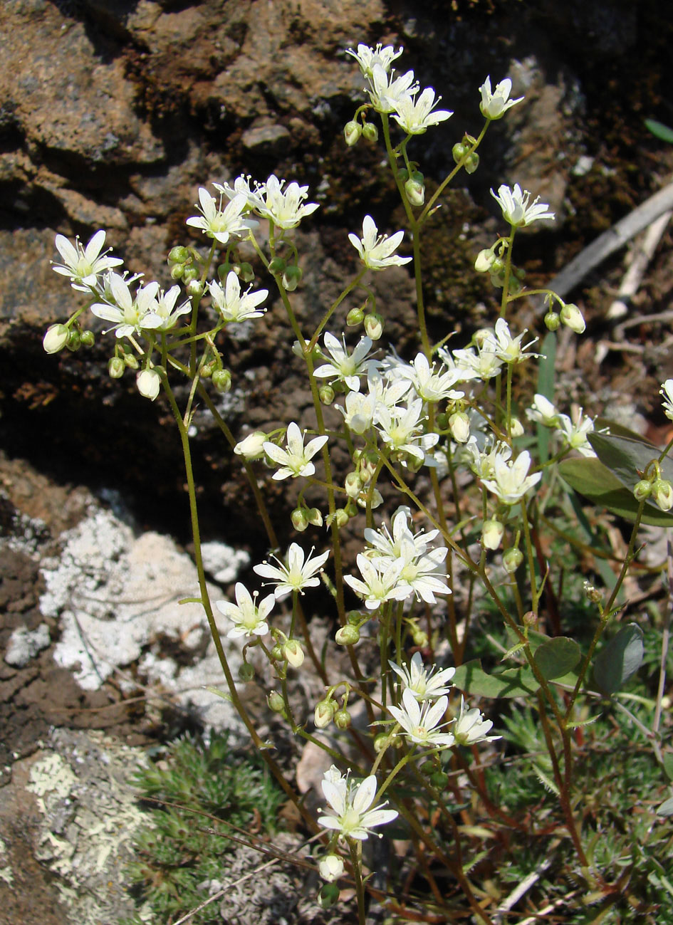 Изображение особи Saxifraga bronchialis.