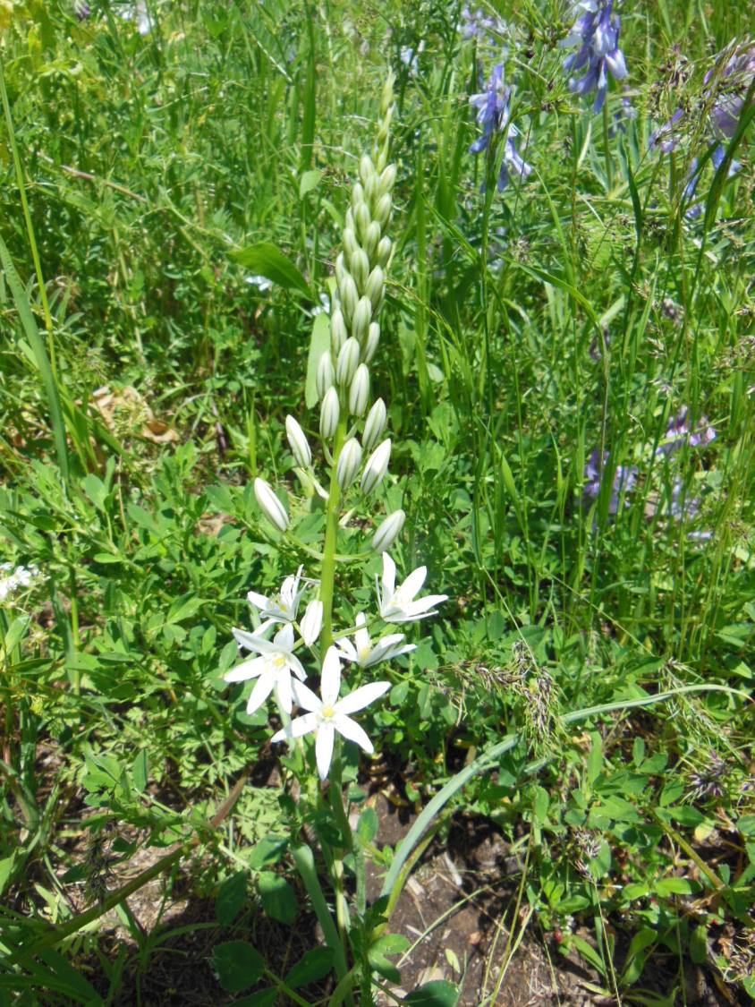 Image of Ornithogalum shelkovnikovii specimen.