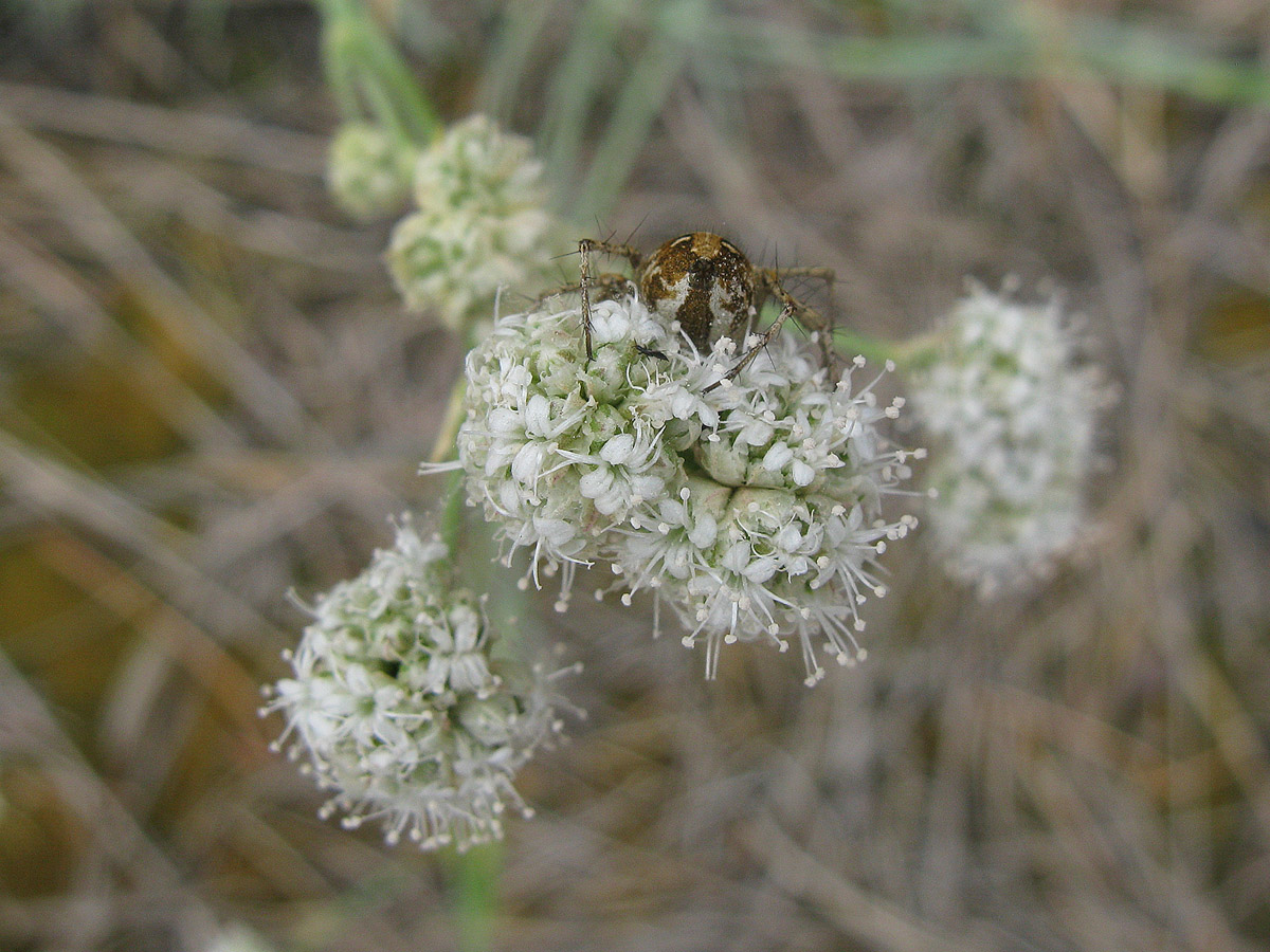 Изображение особи Gypsophila glomerata.