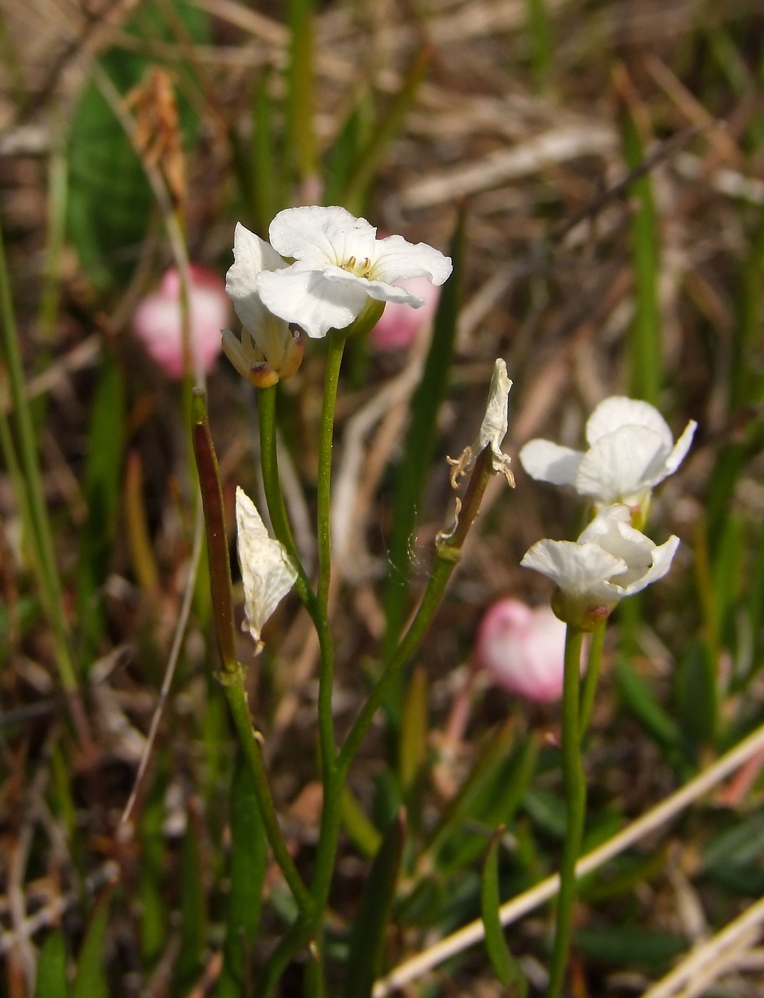 Изображение особи Cardamine victoris.