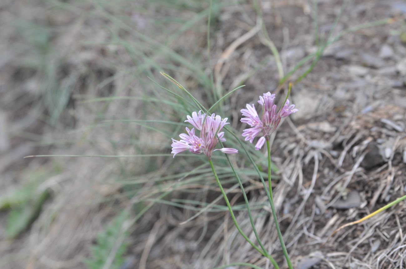 Image of Allium kunthianum specimen.